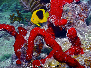 Juvenile Rock Beauty by Stephen Hamedl 